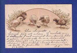 OISEAU - Poussins  - Carte gauffrée
