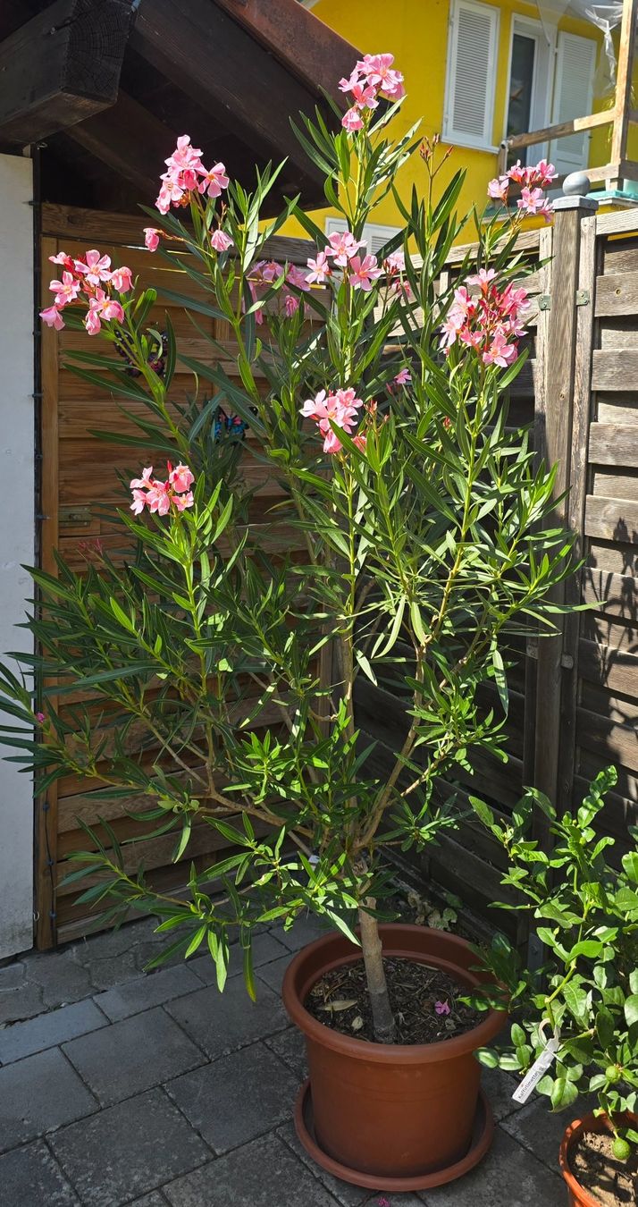 Pflanzen & Samen: Schöner Oleander Hochstamm hellrosa – Gebraucht aus Aarburg von popkorn65 3