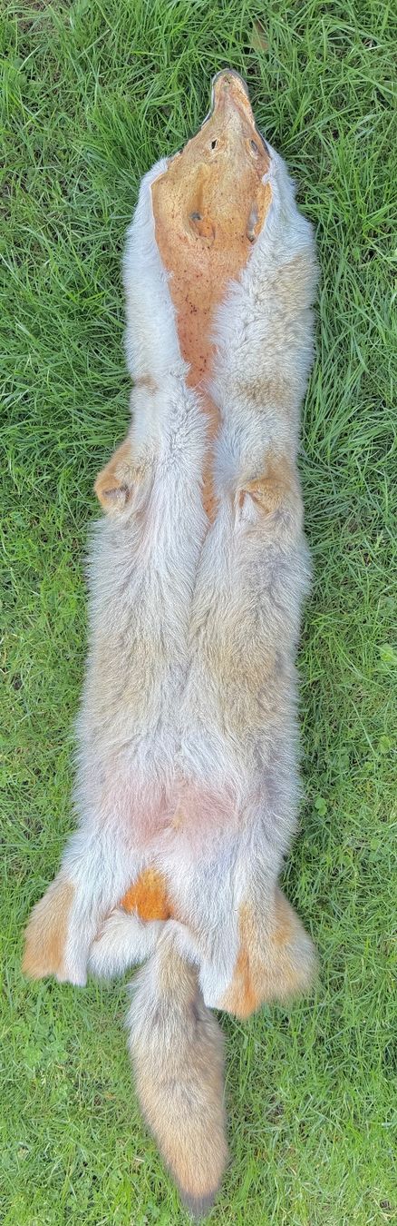 Il mondo degli animali: Echtes Wolfsfell Mongolei - 2007 Legal importiert – Nuovo (secondo la descrizione) da Thun venduto da Abalona3600 2