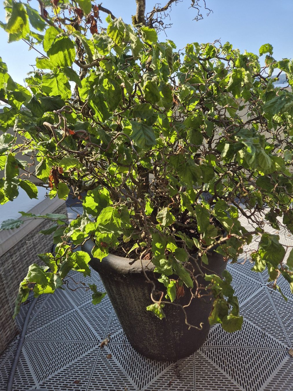 Piante & sementi: Balkonpflanze Baumhasel Corylus avellana Contorta – Usato da Schlieren venduto da HuiBu 3
