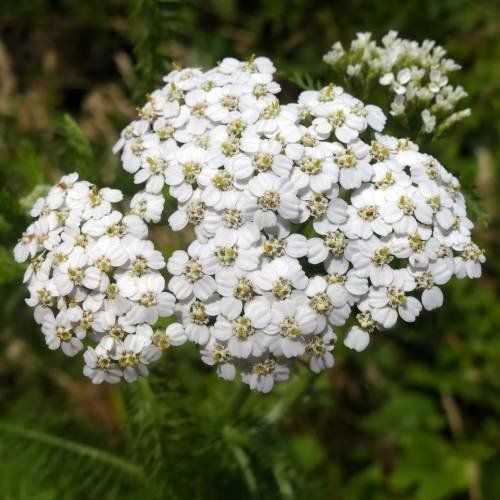 Piante & sementi: Achillée millefeuille blanche  3 PLANTES – Nuovo (secondo la descrizione) da Bremblens venduto da FIBONACCI369