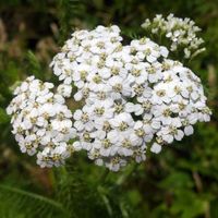 Achillée millefeuille blanche  3 PLANTES