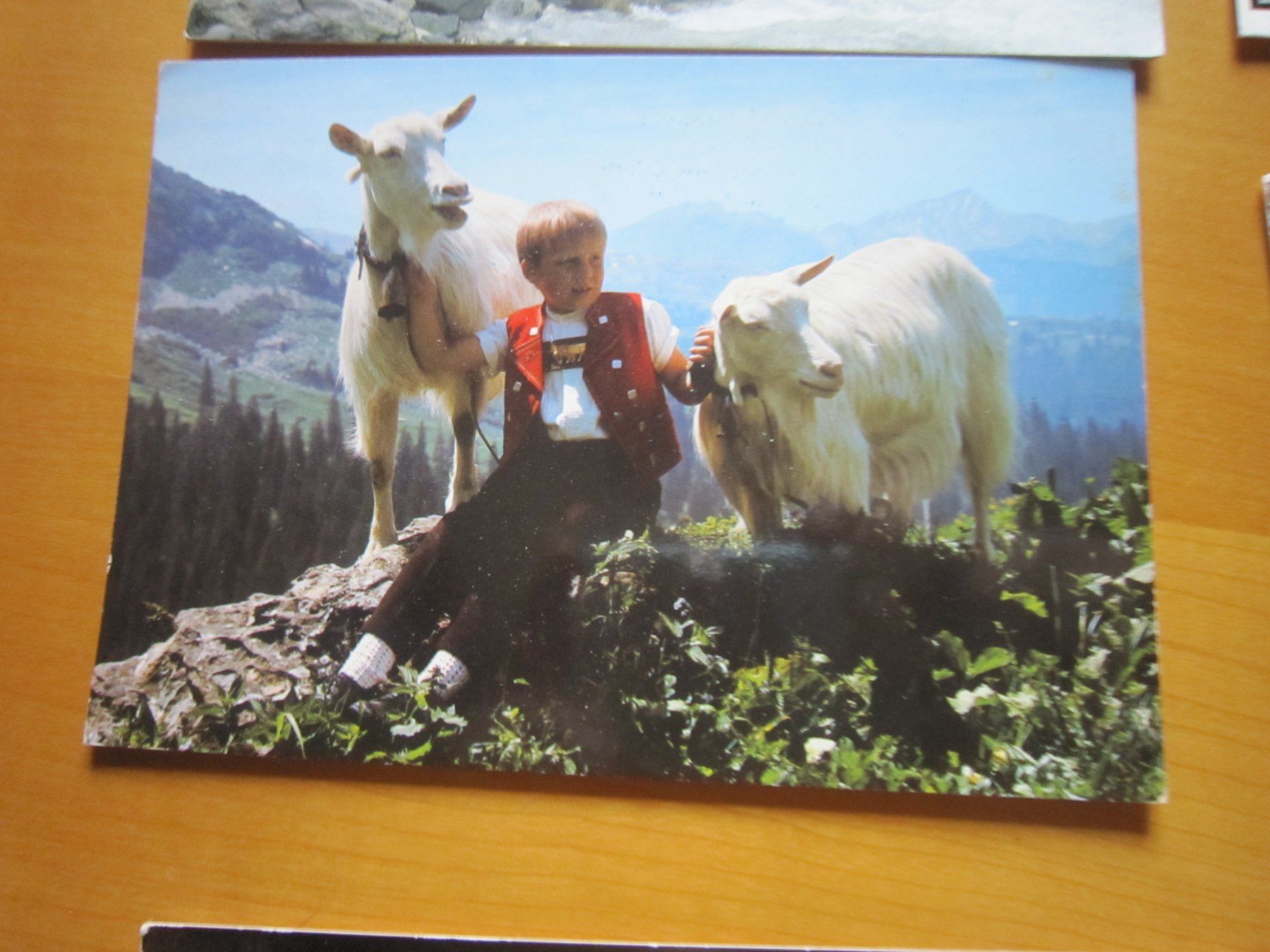 Cartoline postali: No 17 Postkarten Ziegen und Schafen – Usato da Gordola venduto da Polentaefung 3