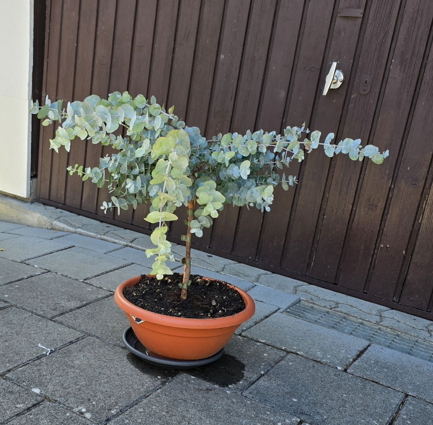 Pflanzen & Samen: Wunderschöne Eucalyptus Pflanze – Gebraucht aus Aarburg von popkorn65 2