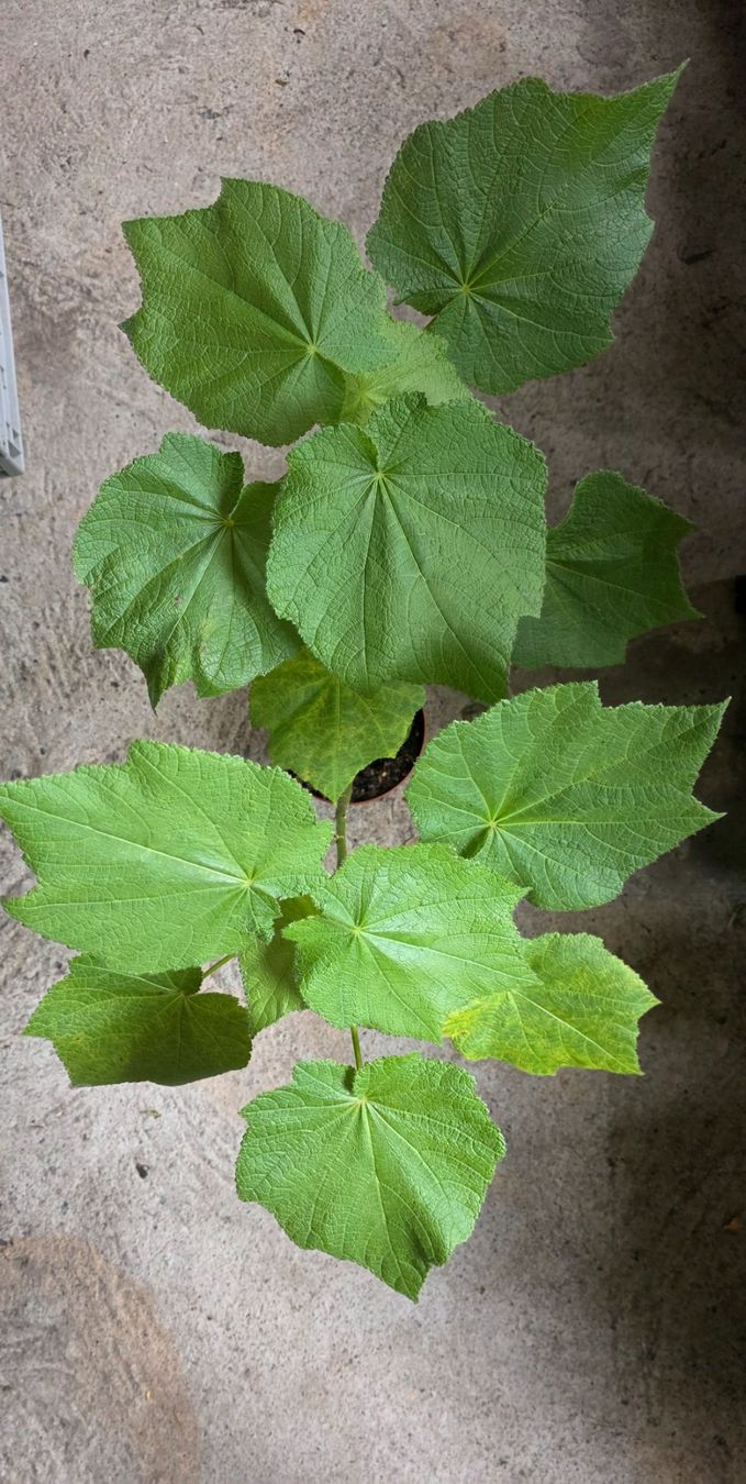 jiaogulan saatgut Gynostemma pentaphyllum Samen, Kraut der Unsterblichkeit, Jiaogulan –  NinaSeeds main image 1