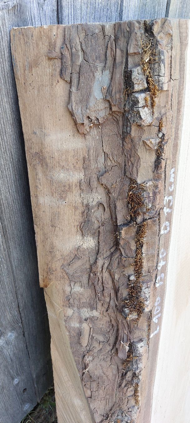 Articoli in legno: Schweizer Nussbaumholz – Difettoso da Giswil venduto da Stocki02 6