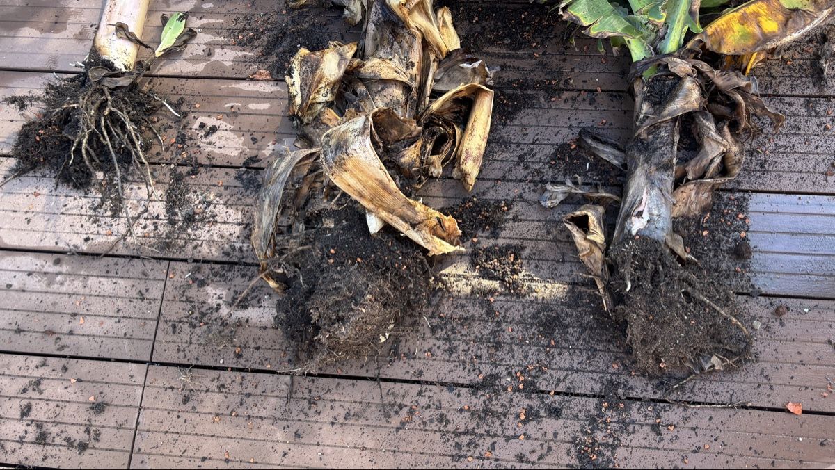 Pflanzen & Samen: Bananenpflanzen Ableger mit Wurzeln – Gebraucht aus Rafz von Sukion 2