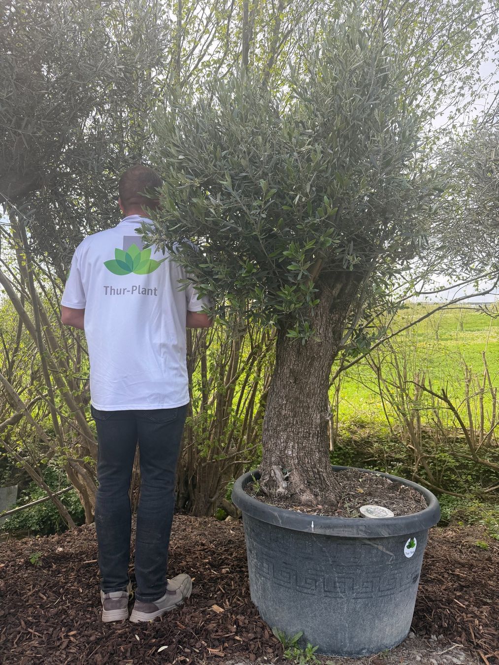 Pflanzen & Samen: Olivenbaum "Olea Europea 21" - Versand möglich – Neu (gemäss Beschreibung) aus Zuckenriet von Thur_Plant 4