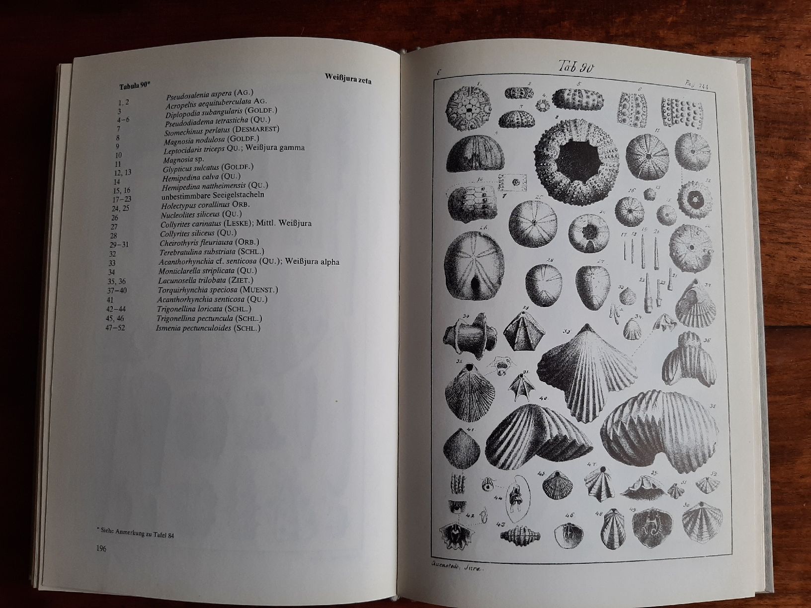 Libri: Fossilien Buch Der Jura – Usato da Rickenbach BL venduto da Oktober68 6