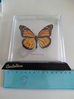 Schmetterling Monarchfalter