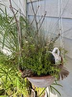 5 Pflanzen in der Blumenampel 