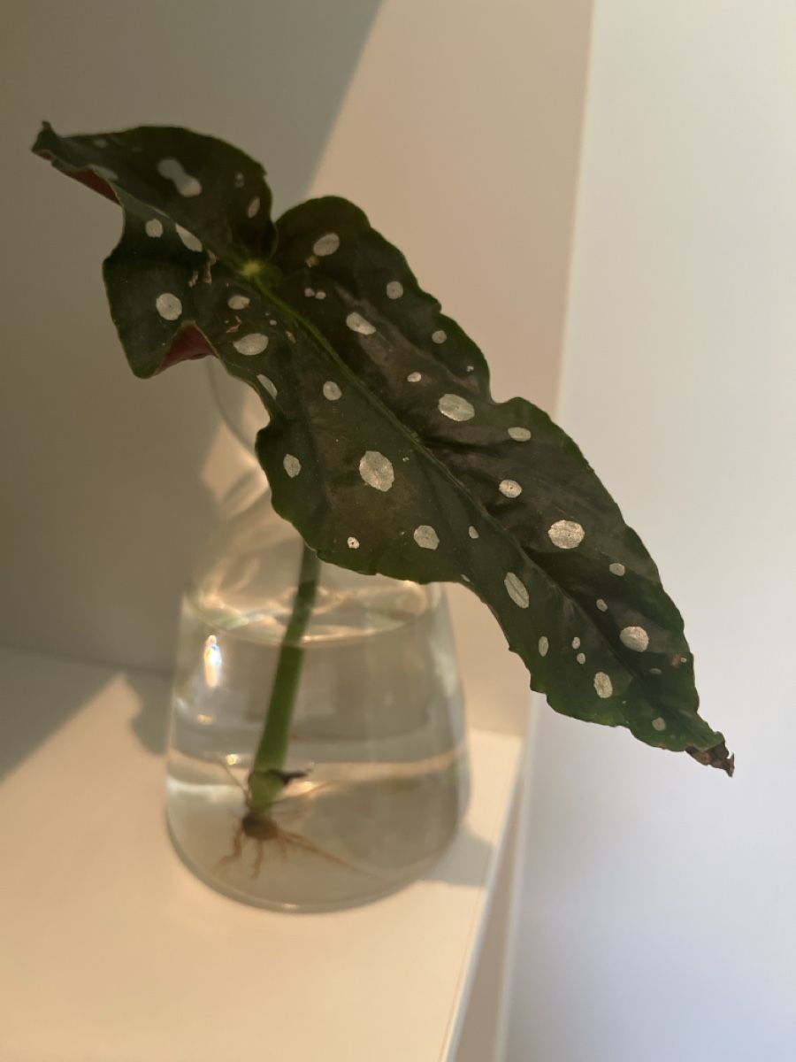 Piante & sementi: Ableger Begonia Maculata – Usato da geroldswil venduto da Mimisa