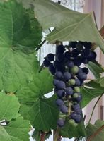 Traubenpflanze Vitis, mit Trauben
