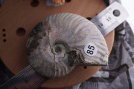 Ammonit  Opalisiert   Wunderschön  ca  68mm