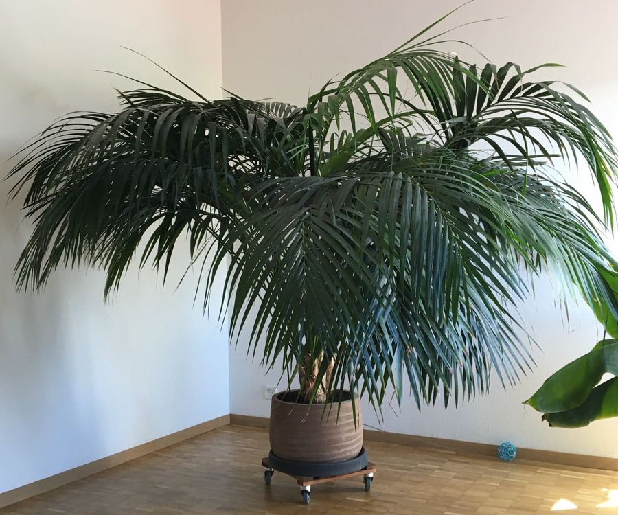 Kentia Palme gross (2m) Kaufen auf Ricardo