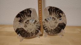 Ammonit Fossil in zwei Hälften geschnitten