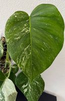 Monstera Deliciosa Variegata, 55cm, 3D-Rankstab