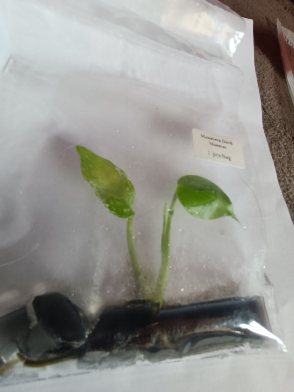 Plantes & graines: Monstera Devil TC  – Neuf avec emballage d'origine à St-Aubin-Sauges par may_2yrv