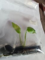 Monstera Devil TC 