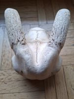 Tierkopfschädel (Rehbock) Knochen Dekoration guter Zustand