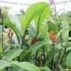 CANNA EDULIS 2 plants ( comestible ) PERMACULTURE