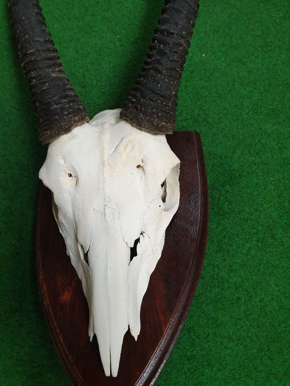 Altre raccolte & rarità: Oryx-Schädel mit Hörner – Usato da Wiesendangen venduto da franz369 1