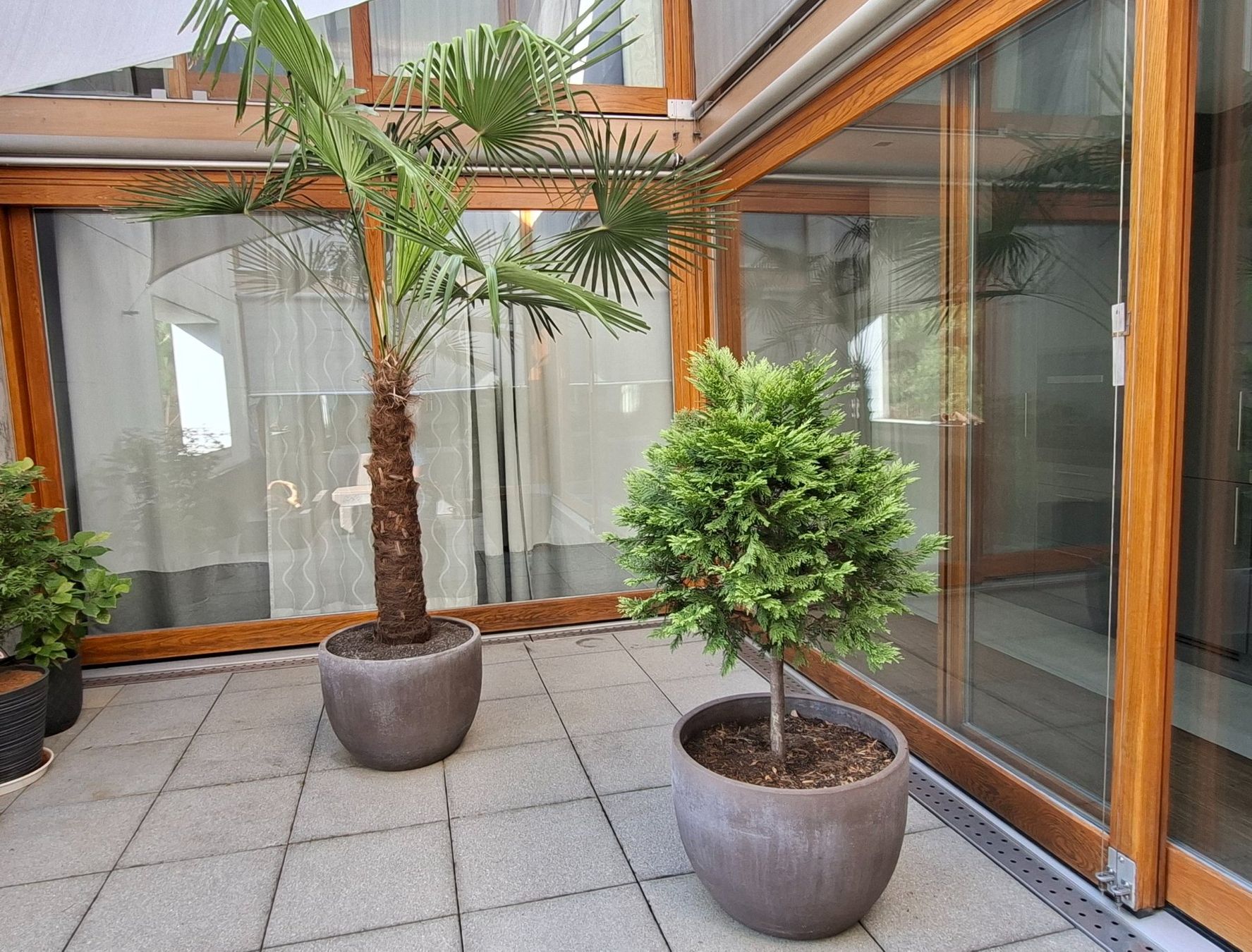 Pflanzen & Samen: Thuja Lebensbaum mit Topf 1.45m H – Gebraucht aus Riehen von Valflyfi 4