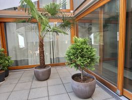 Thuja Lebensbaum mit Topf 1.45m H