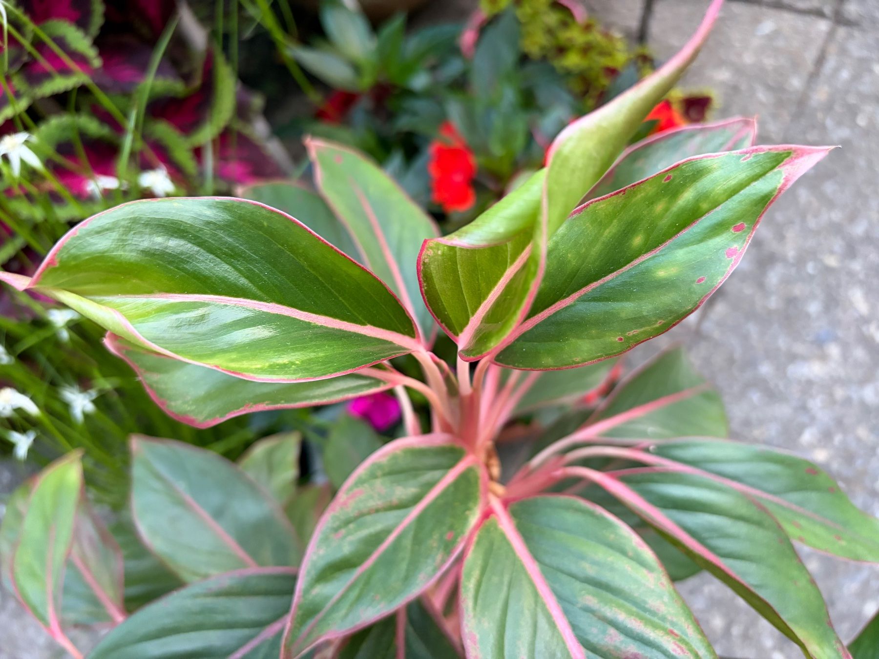 Plantes & graines: Aglaonema, grosser, bewurzelter Steckling – Neuf (Voir description) à Winterthur par Aniger