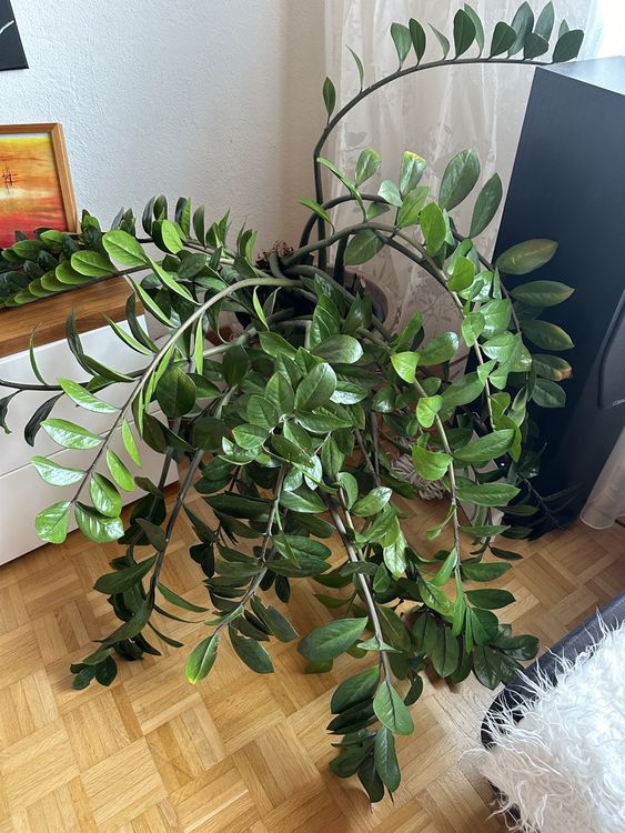 Glücksfeder Zamioculcas Gross Kaufen auf Ricardo