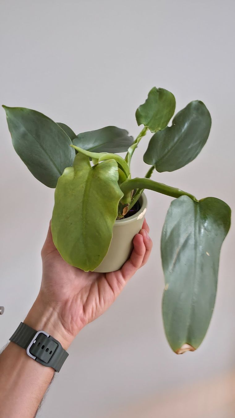 Pflanzen & Samen: Philodendron Silver Sword – Neu (gemäss Beschreibung) aus Zürich von The_Plant_Wizard