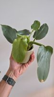 Philodendron Silver Sword