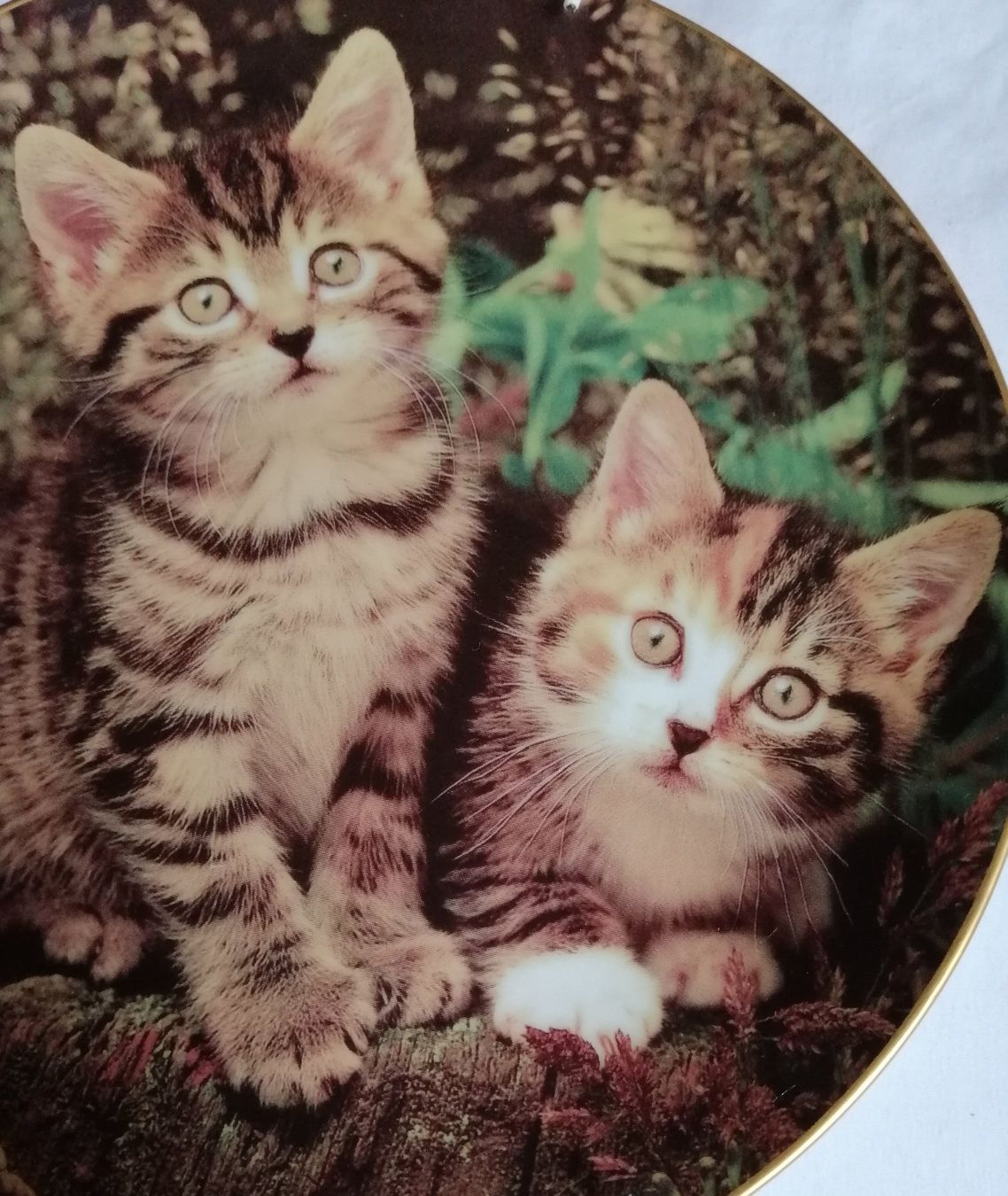 Teller: Sammelteller Schnurrende Katzenlieblinge Extec Edition – Gebraucht aus Oberriet SG von Atir47 1