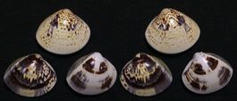 3-MERETRIX PETECHIALIS,-MUSCHELN ;JE 2 VERSCHIEDENE -SEITEN