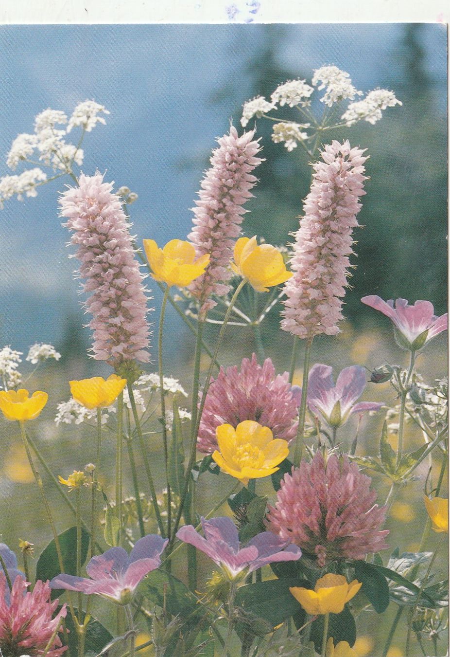 Ansichtskarten: 10  SchöneBlumenkarten – Gebraucht aus Lumbrein von made02 2