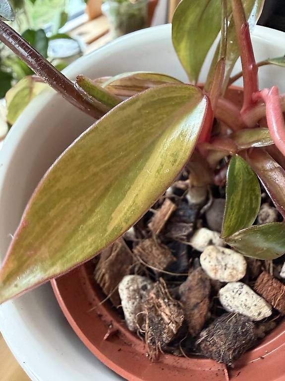 Piante & sementi: Philodendron Strawberry Shake – Usato da Spiez venduto da Lunelu 1