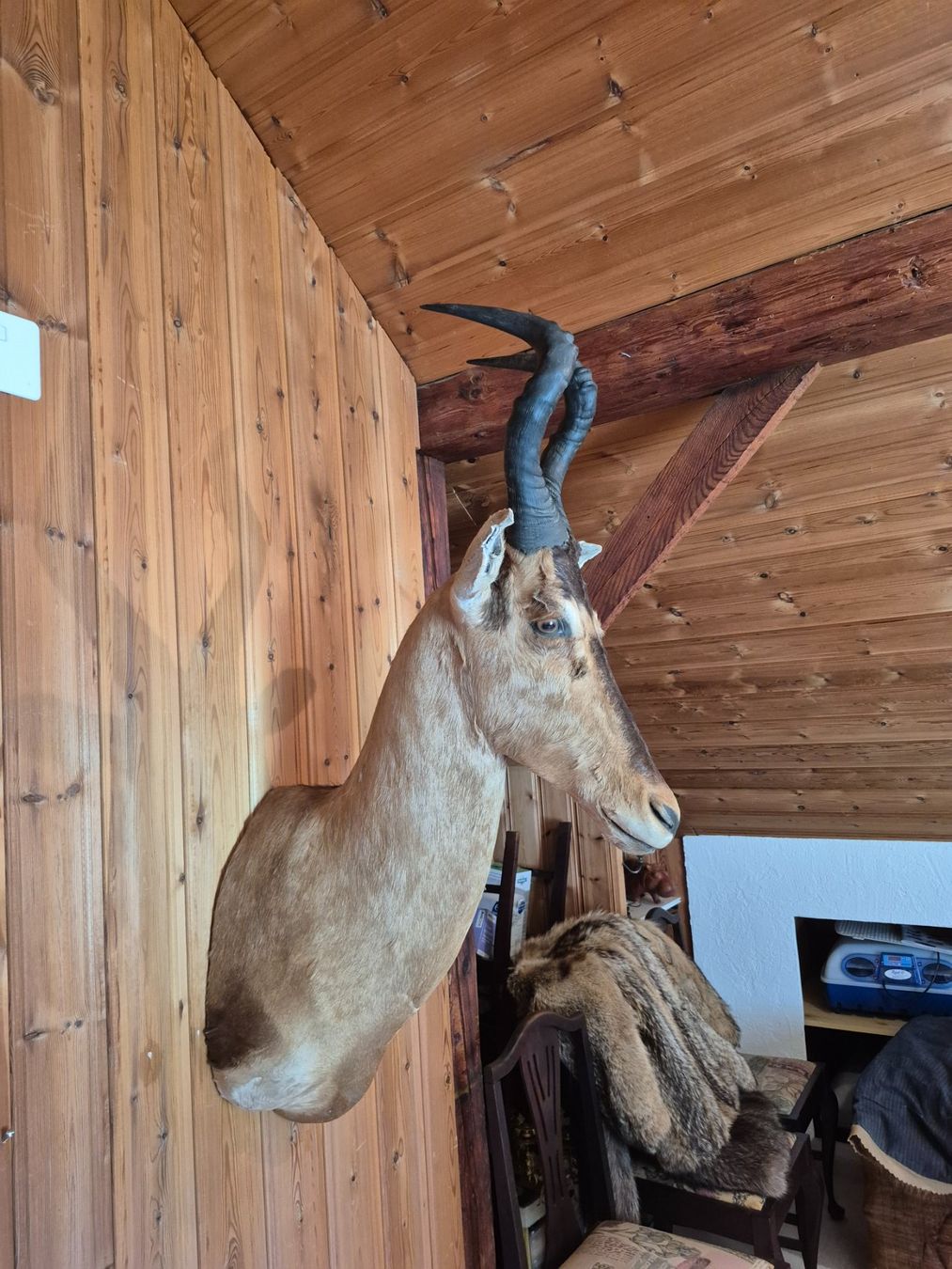 Il mondo degli animali: Trophée de chasse bubale roux / Kuhantilope Jagdtrophäe – Usato da Treyvaux venduto da Kbh2000 2