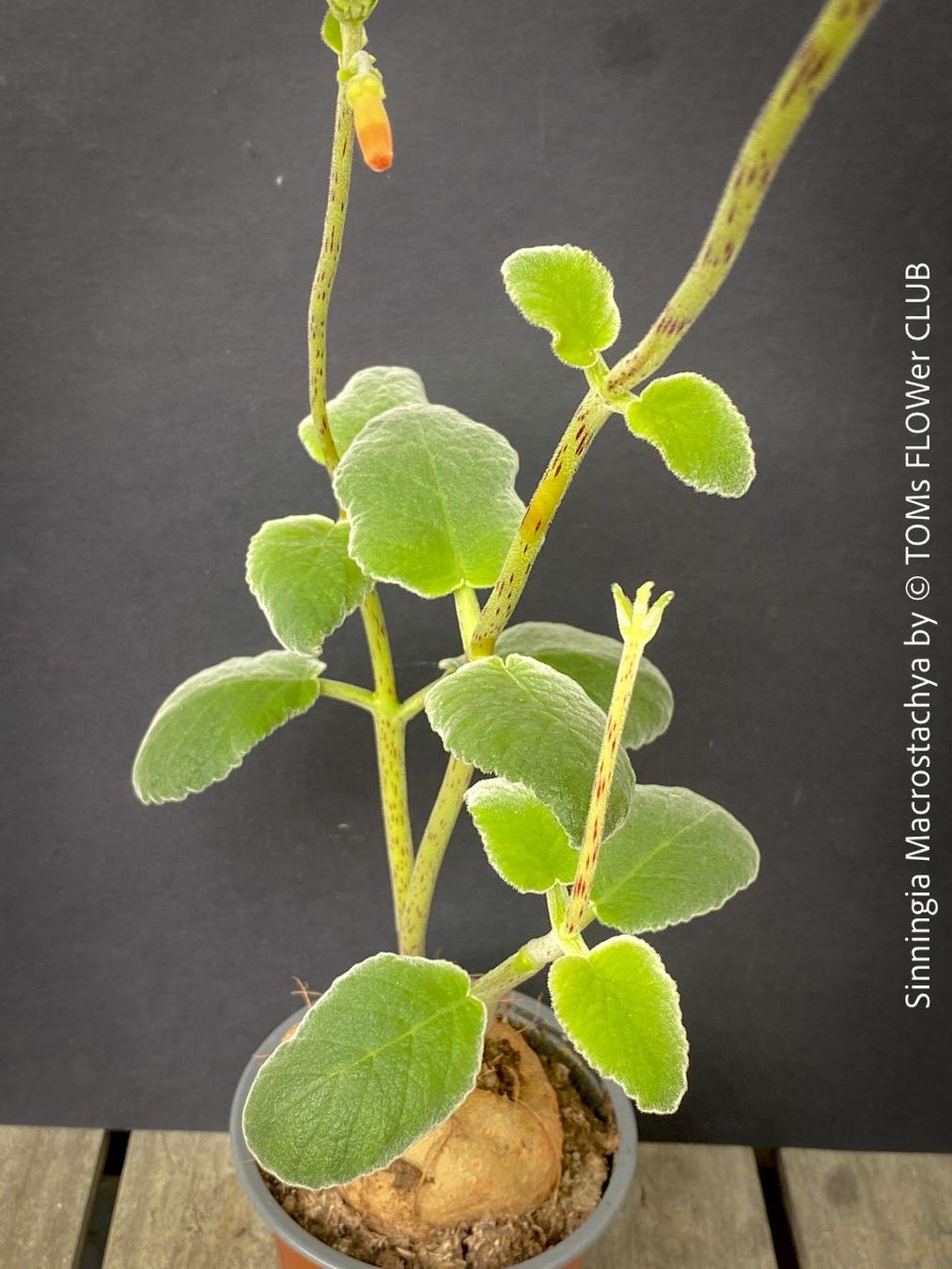 Plantes & graines: Sinningia Macrostachya - einzigartige Blütenpflanze – Neuf avec emballage d'origine à Adliswil par astom369 6