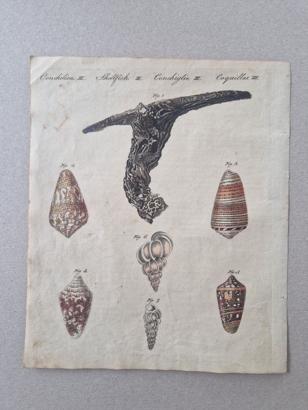 Incisioni: Stich Muscheln Bertuch handkoloriert 1802 – Usato da Zollikon venduto da whataboutrome 1