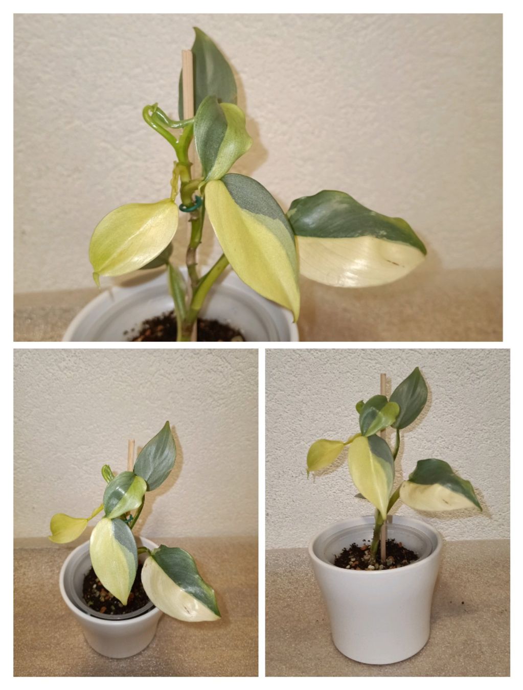 Philodendron Hastatum Silver Sword Variegata (Neuf (Voir description))   schftland pour CHF 60  avec livraison | Acheter sur Ricardo