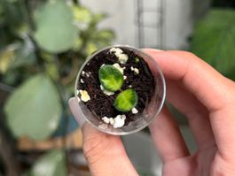 Hoya tengchongensis variegata 🦄✨