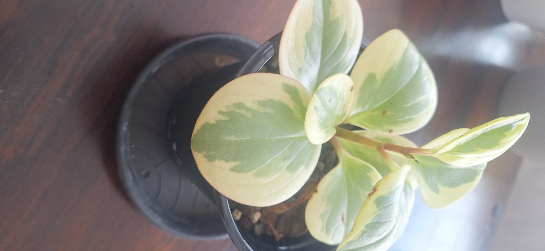 Piante & sementi: Peperomia Variegata – Usato da Zürich venduto da fra_gw8w 1