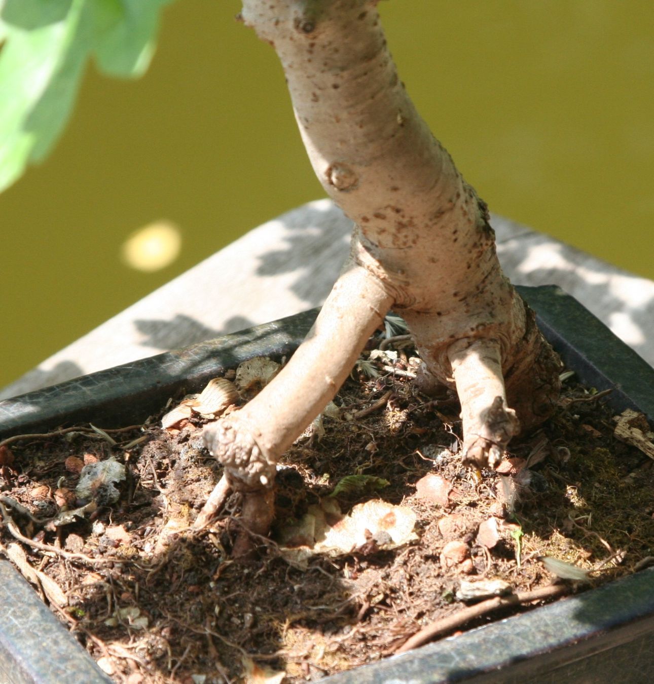 Piante & sementi: BONSAI  -  Feldahorn – Usato da Gretzenbach venduto da Sikim 1