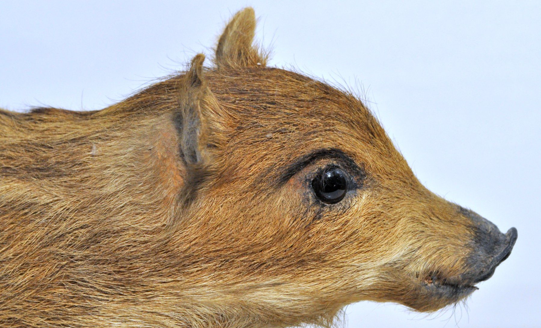 Welt der Tiere: Marcassin naturalisé – Gebraucht aus Neuchâtel von Neuchatel 5