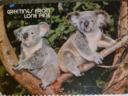 Ansichtskarte Koala Postkarte Lone Pine Australien
