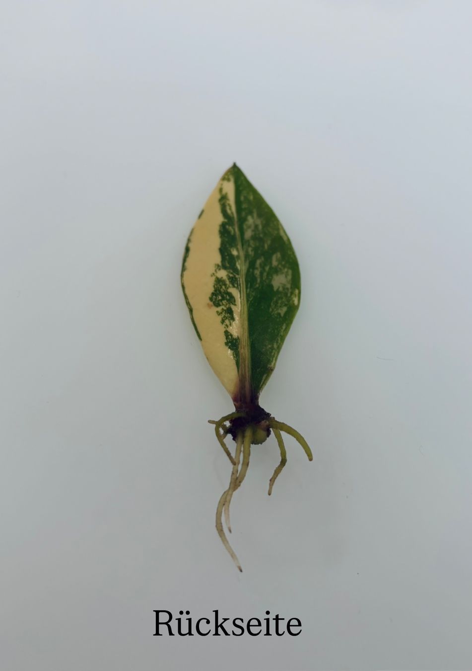Pflanzen & Samen: Zamioculcas Zamiifolia Variegata – Gebraucht aus Spreitenbach von GreenThumb 1