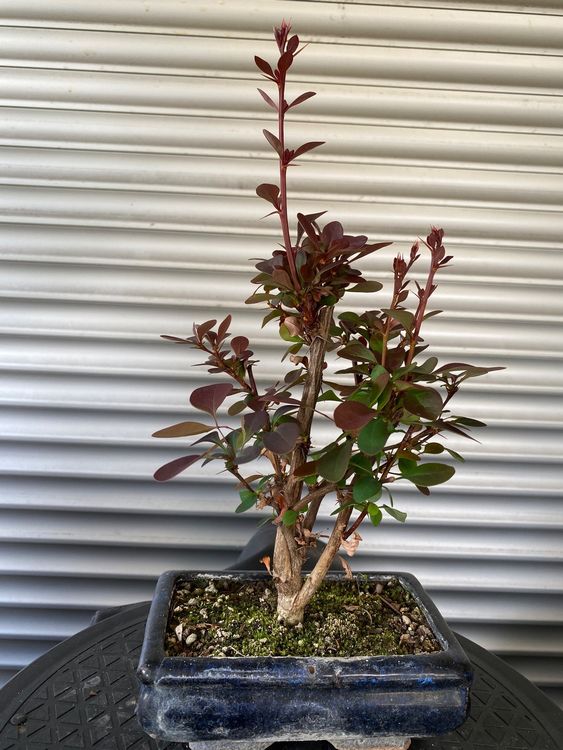 Bonsai Berberitzen ca 8 Jahre alt Kaufen auf Ricardo