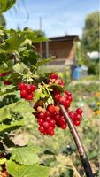 Rote Johannisbeeren am Strauch frische Ernte