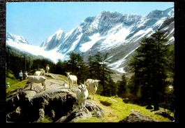 LÖTSCHENTAL Guggialp ob Fafleralp - Ziegen