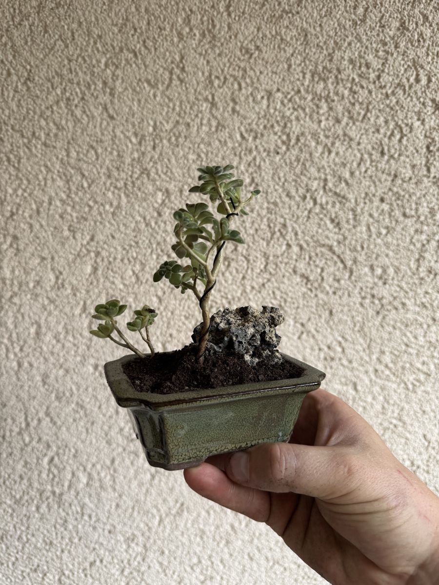 Piante & sementi: Kleiner Sukkulenten Bonsai – Usato da Rümlang venduto da Gruseh.ch 3